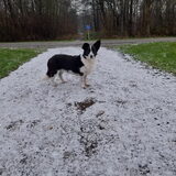Foto van Bush dog
