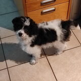 Net geborstelde flufbal.