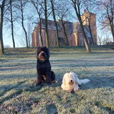 Foto van sylvia