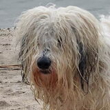 Foto van sylvia