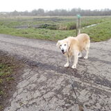 Foto van Wilma en Dobby (RIP)