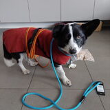 Foto van Bush dog