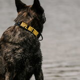 Foto van Dutchshepherdteam