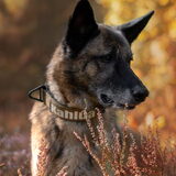 Foto van Dutchshepherdteam