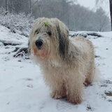 Foto van sylvia