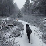 Foto van sylvia
