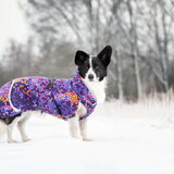 Foto van Bush dog