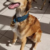 Dialga's nieuwe halsband