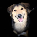 Foto van Blondie
