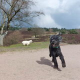 Foto van sylvia