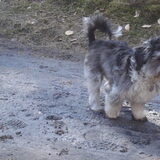 Tommie