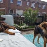 Foto van Blondie