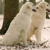Poseren in de sneeuw ! Dit zijn Arvasz en Déru!