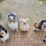 Eevee, Bloom, Elphaba, Grant & Glacee - maart 2023