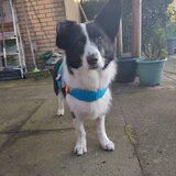 Foto van Bush dog
