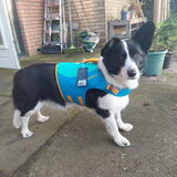 Foto van Bush dog