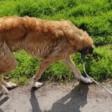 Natte hond