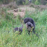 Foto van sylvia
