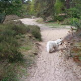 Foto van sylvia