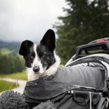 Foto van Bush dog
