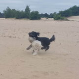 Foto van sylvia