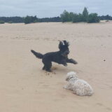 Foto van sylvia