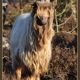 Grote versie op http://www.flickr.com/photos/deheuvelroedel/4421639387/i…
