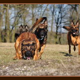 Foto van De Mecheltjes clan