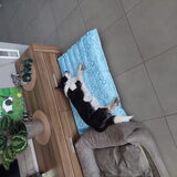 Foto van Bush dog