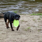 Rust zacht Colt.