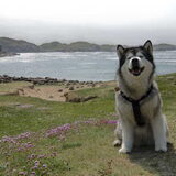 Foto van Alaska's Finest!