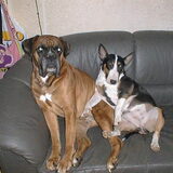 xena samen met tyco (onze boxer die 6 maanden geleden is…