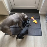 Foto van Elianne | Bailey & Nova
