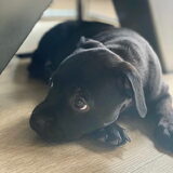 Foto van Elianne | Bailey & Nova