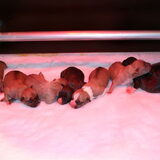 De allereerste foto's van onze pup-to-be :-)
