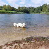 Foto van sylvia