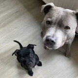 Foto van Elianne | Bailey & Nova