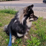 Foto van Siara
