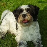 Foto van Baasje van Spaiky† en Odie