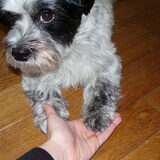 Foto van Baasje van Spaiky† en Odie