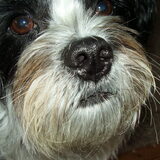 Foto van Baasje van Spaiky† en Odie