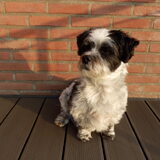 Foto van Baasje van Spaiky† en Odie