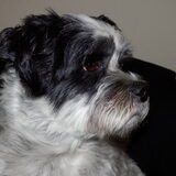 Foto van Baasje van Spaiky† en Odie