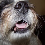 Foto van Baasje van Spaiky† en Odie