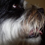 Foto van Baasje van Spaiky† en Odie