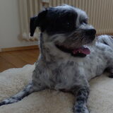 Foto van Baasje van Spaiky† en Odie