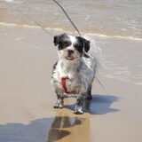 Foto van Baasje van Spaiky† en Odie