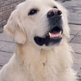 Frenkie :)