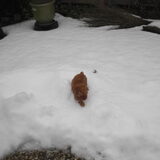 lekker in de sneeuw dollen