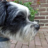 Foto van Baasje van Spaiky† en Odie